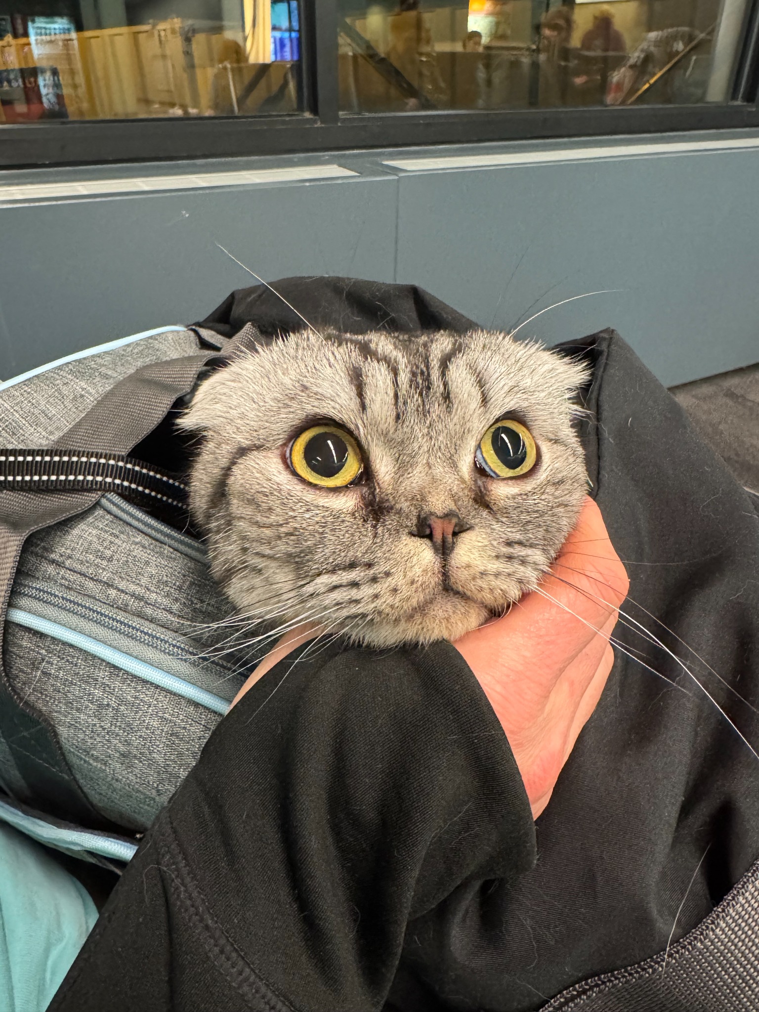 Tiger looking out from his carrier during the international journey to Bangkok