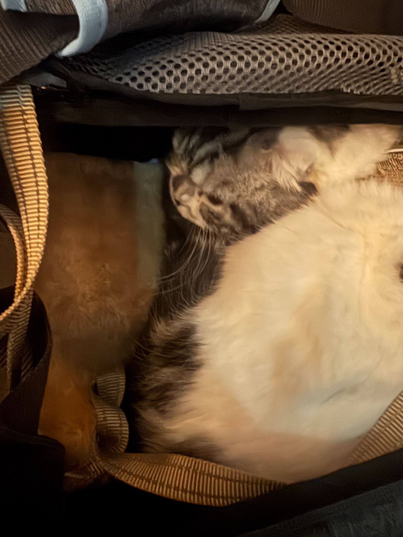Tiger sleeping comfortably inside his carrier during the long trip to Thailand
