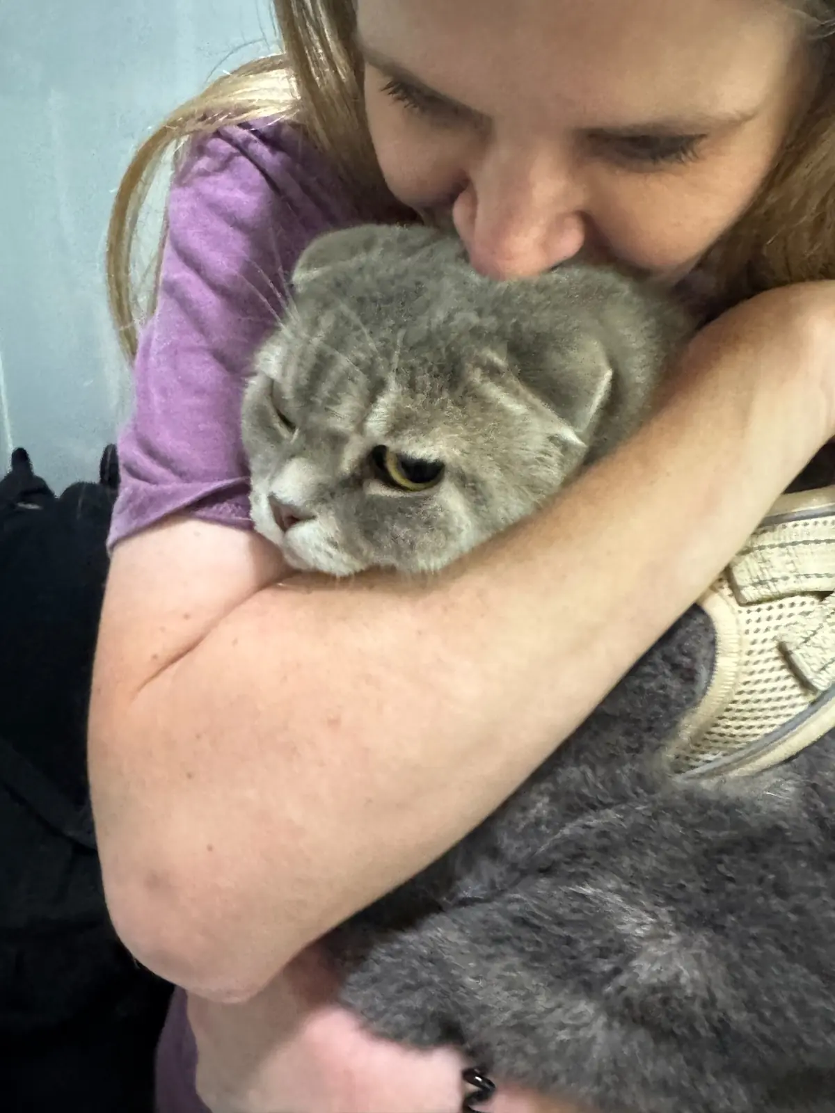 Tommy, a gray cat, being comforted by his escort during preparations for his international relocation from Rochester, New York to Bangkok