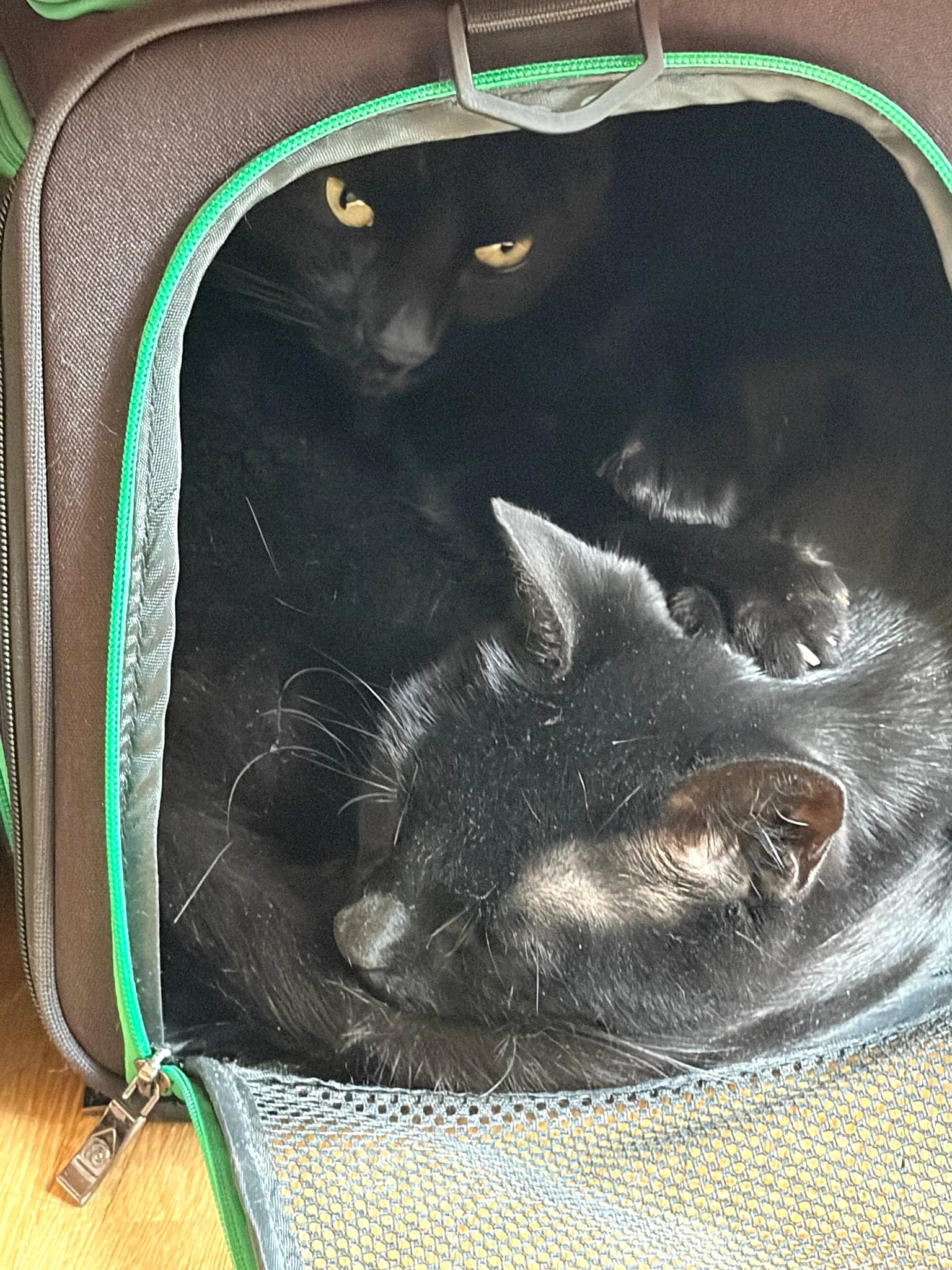 Black-cat brothers Marvin and Duckworth resting together in their travel carrier