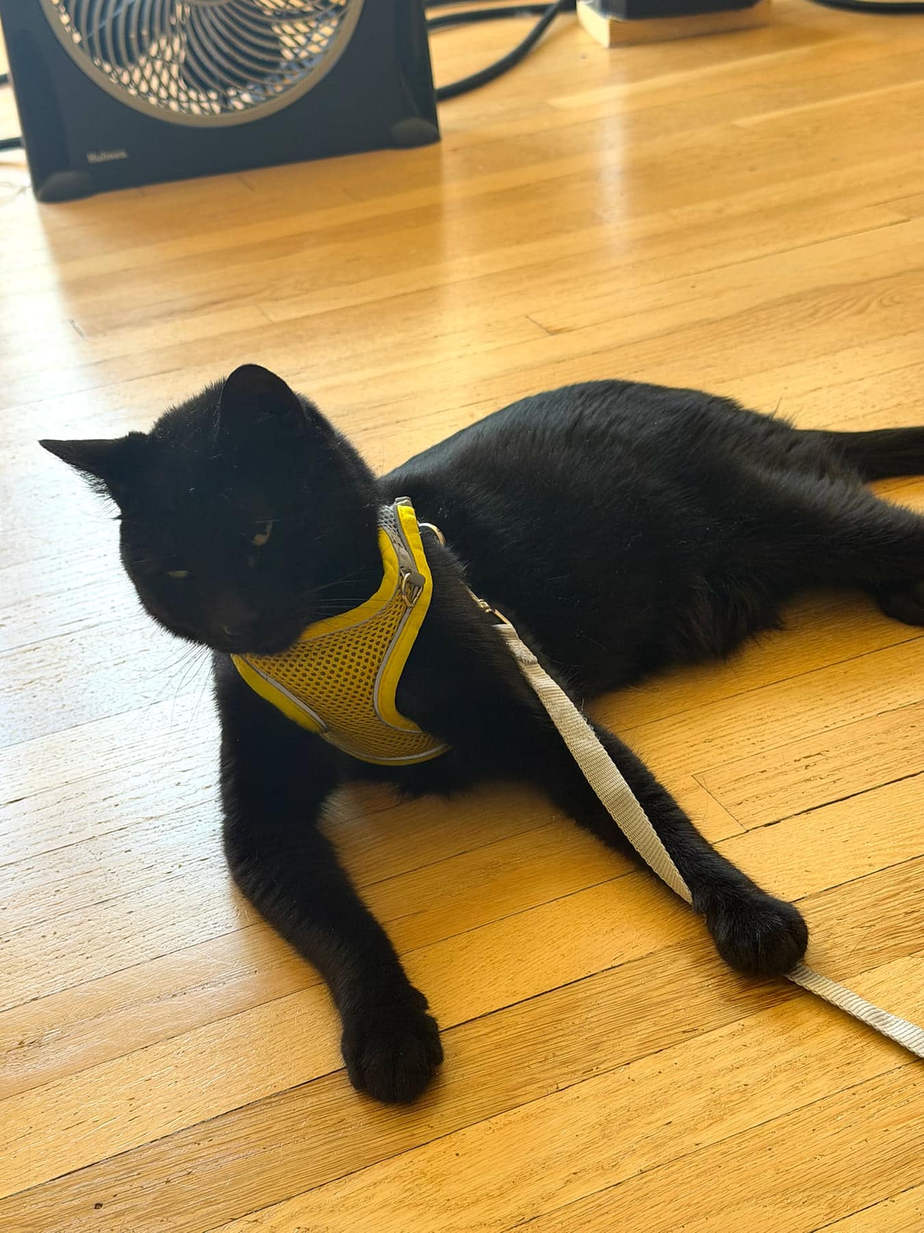 Duckworth wearing a yellow travel harness during pre-flight preparation