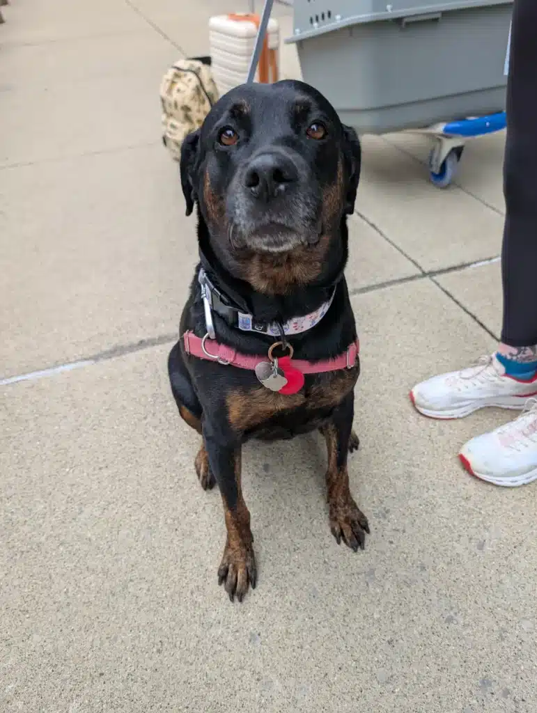 Mara at Detroit Metropolitan Airport beside her travel crate before flying to Amsterdam